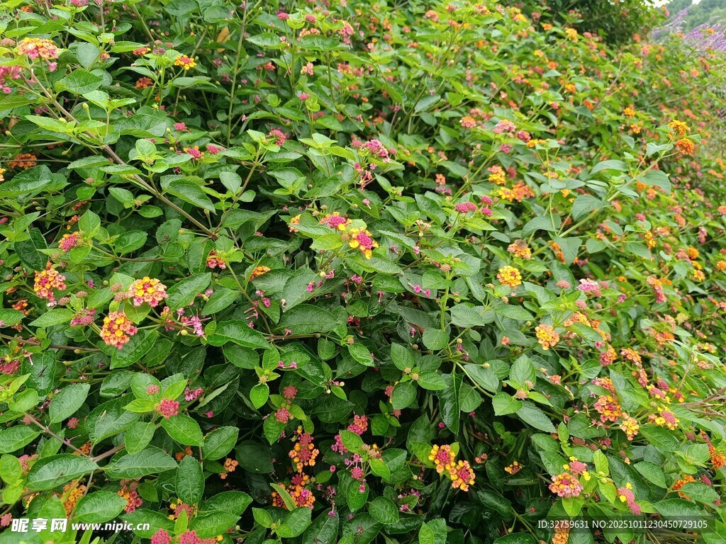 绿叶间的橙色小花绽放