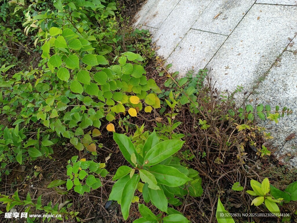墙角绿植与黄色小花