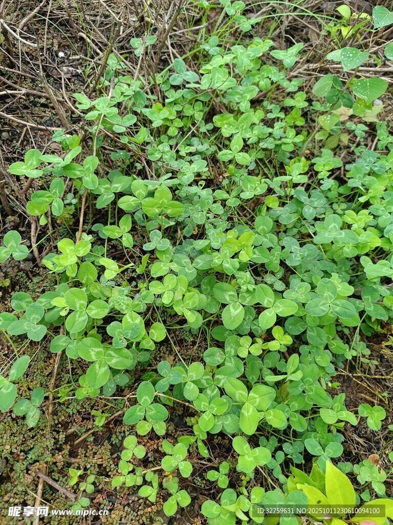 翠绿繁茂的地面绿植景观