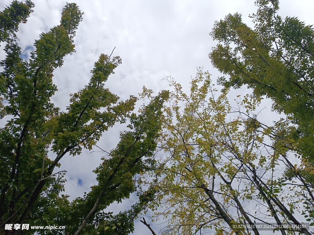 仰视葱郁树木与天空