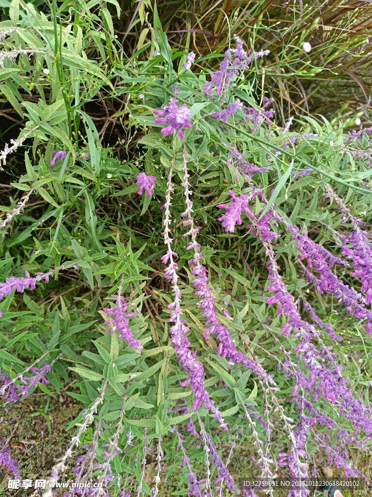 紫色穗状花卉特写
