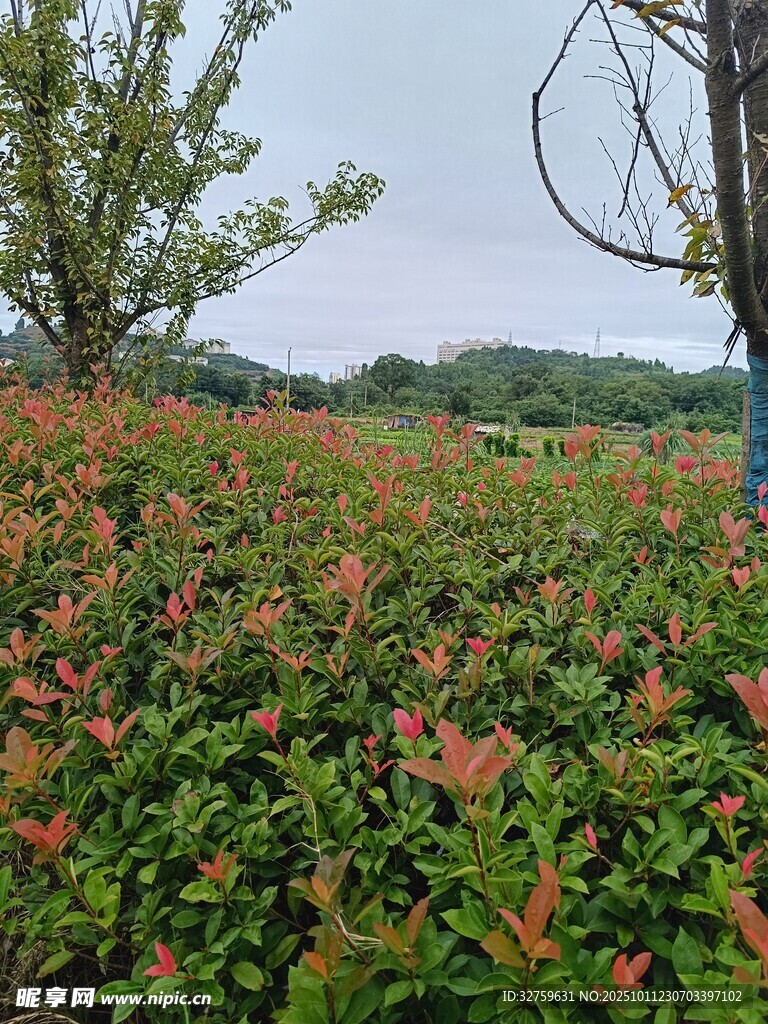 繁花似锦的绿植景观