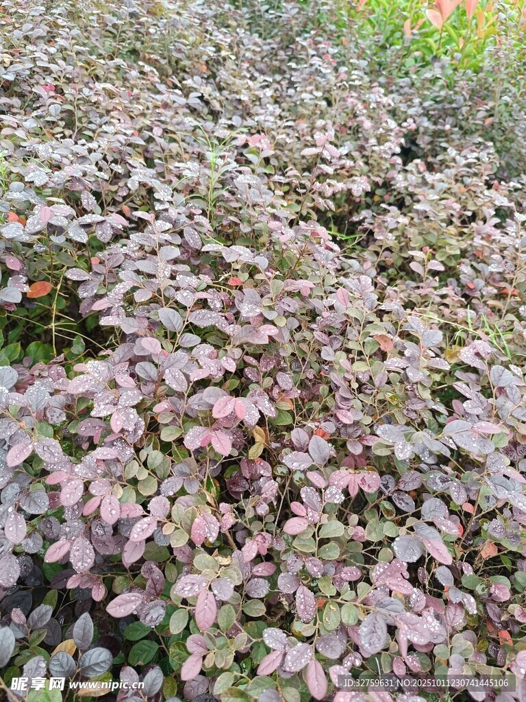 紫叶小檗植物景观