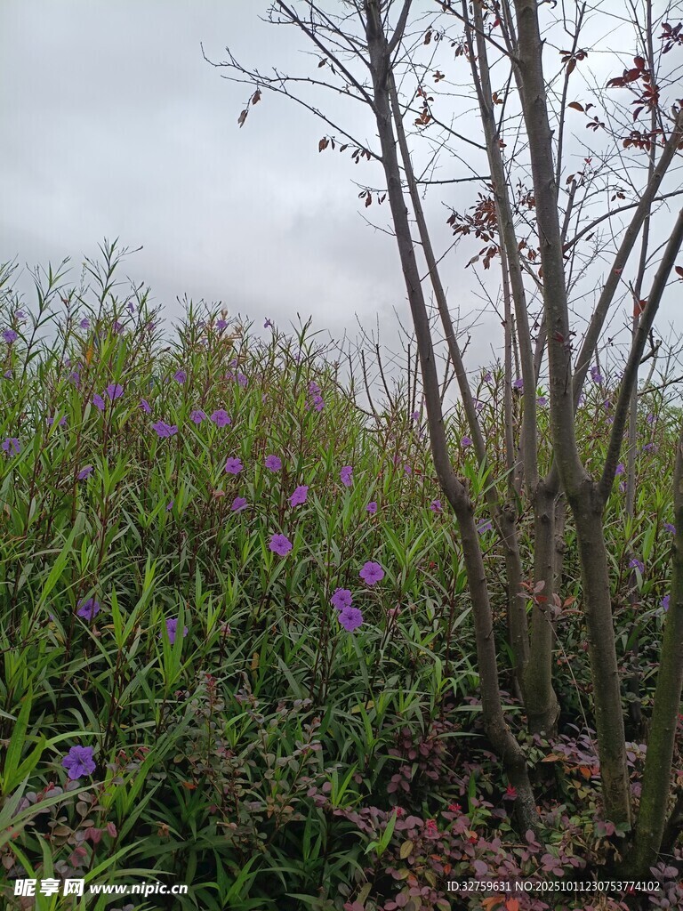 野外紫色花丛与灌木景观
