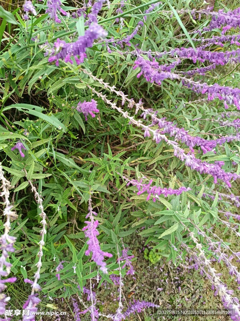 紫色穗状花草特写