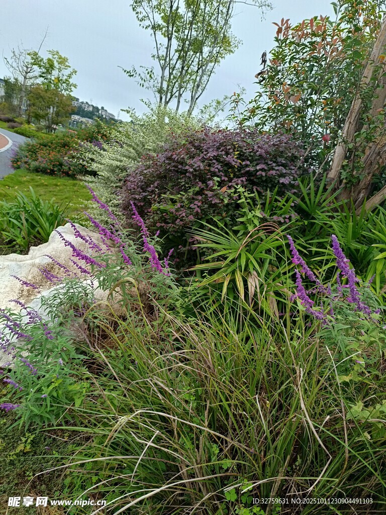 野外繁茂的花草植物景观
