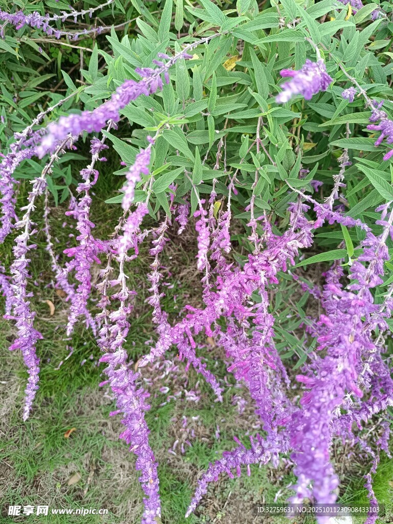 紫色垂吊花卉美丽绽放