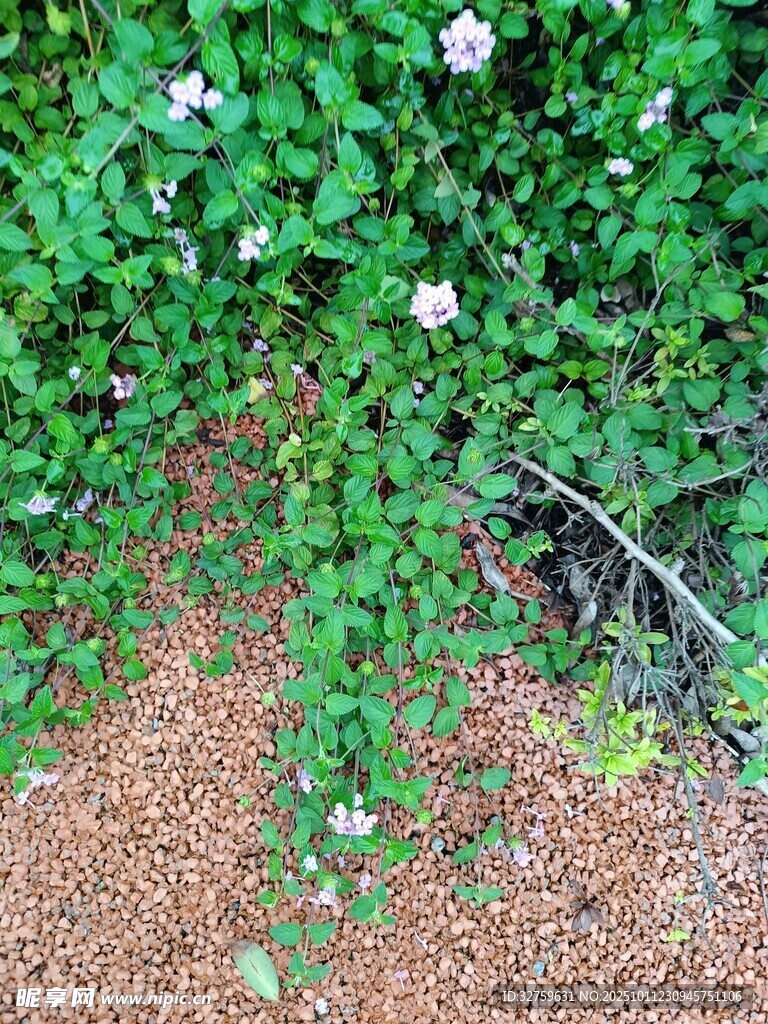 绿叶丛中绽放的娇美小花