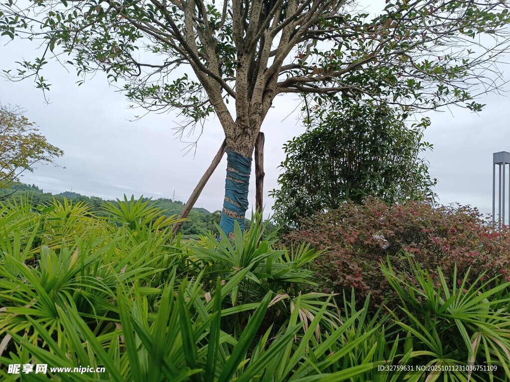 户外葱郁绿植与树木景观