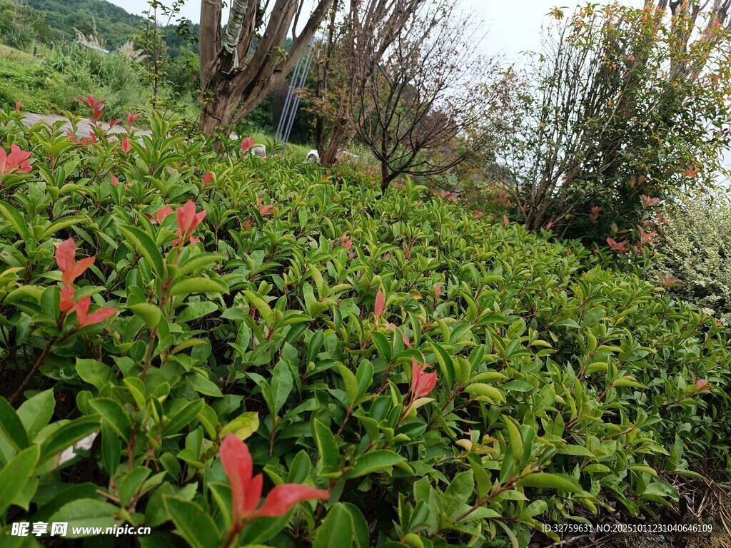 山坡上的繁茂绿植花卉