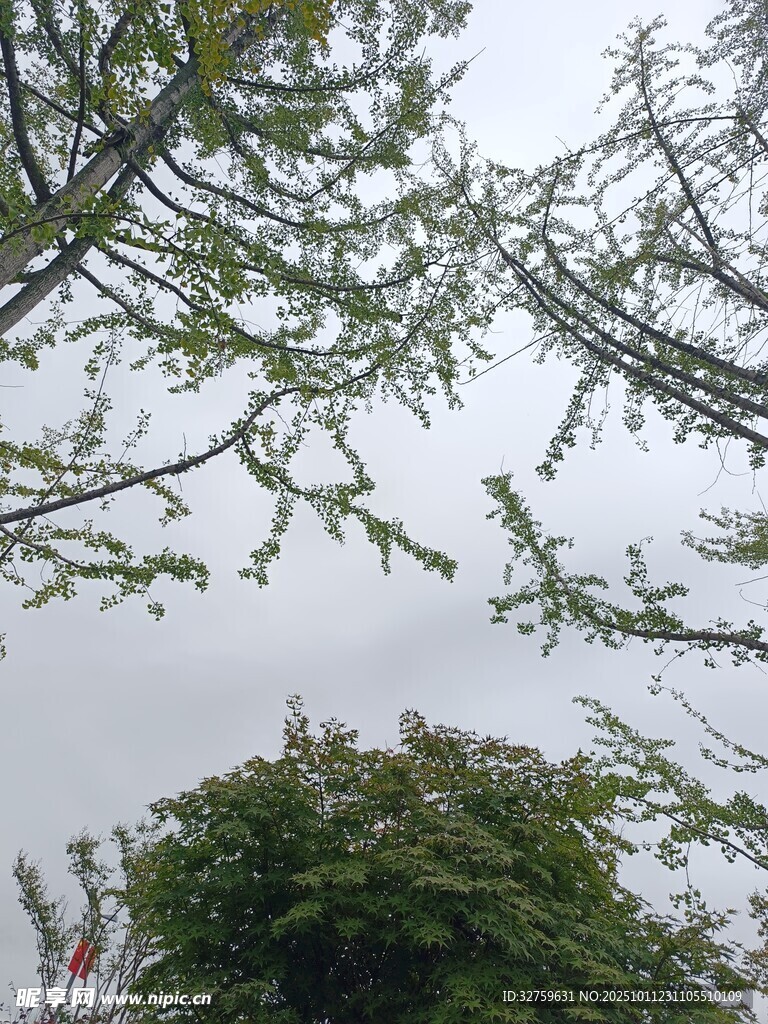 仰视树枝与葱郁树冠