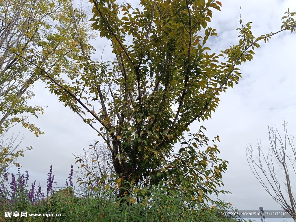 野外繁茂树木与紫色花草