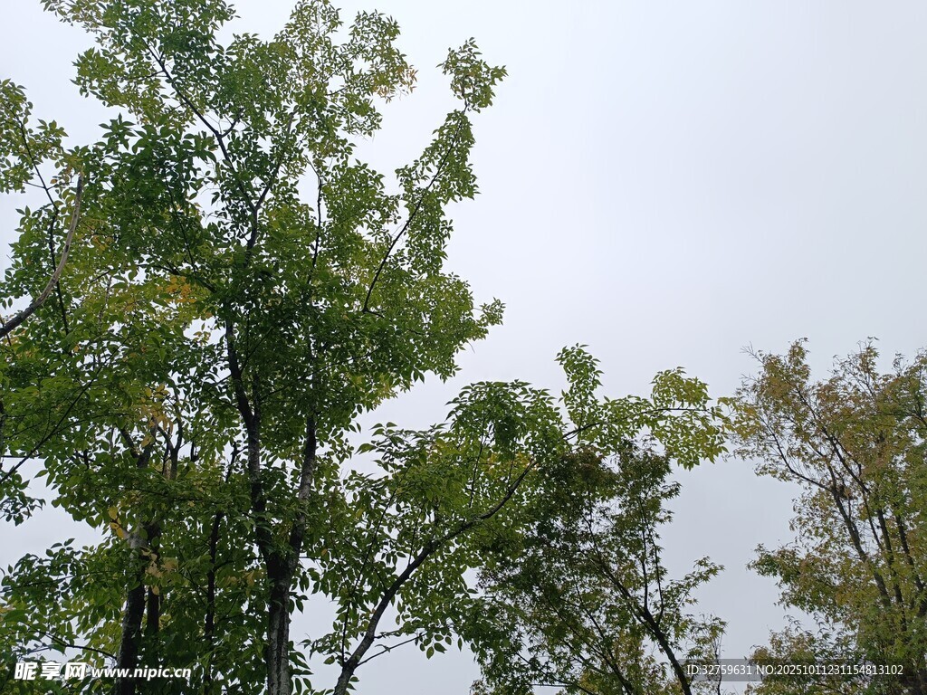 枝叶繁茂的绿树景观