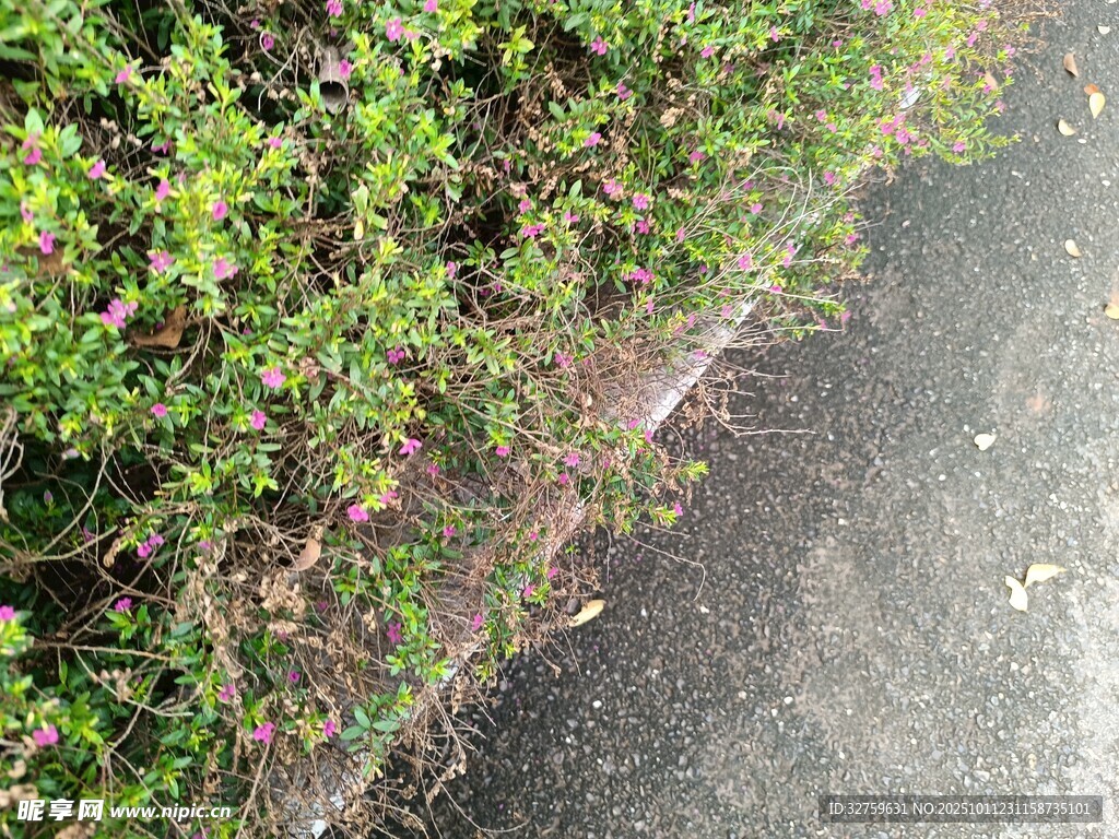 路边绿植与地面景象