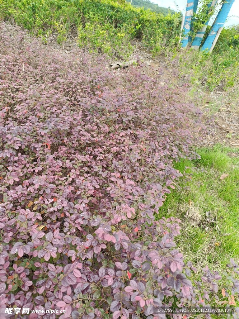 紫色地被植物景观