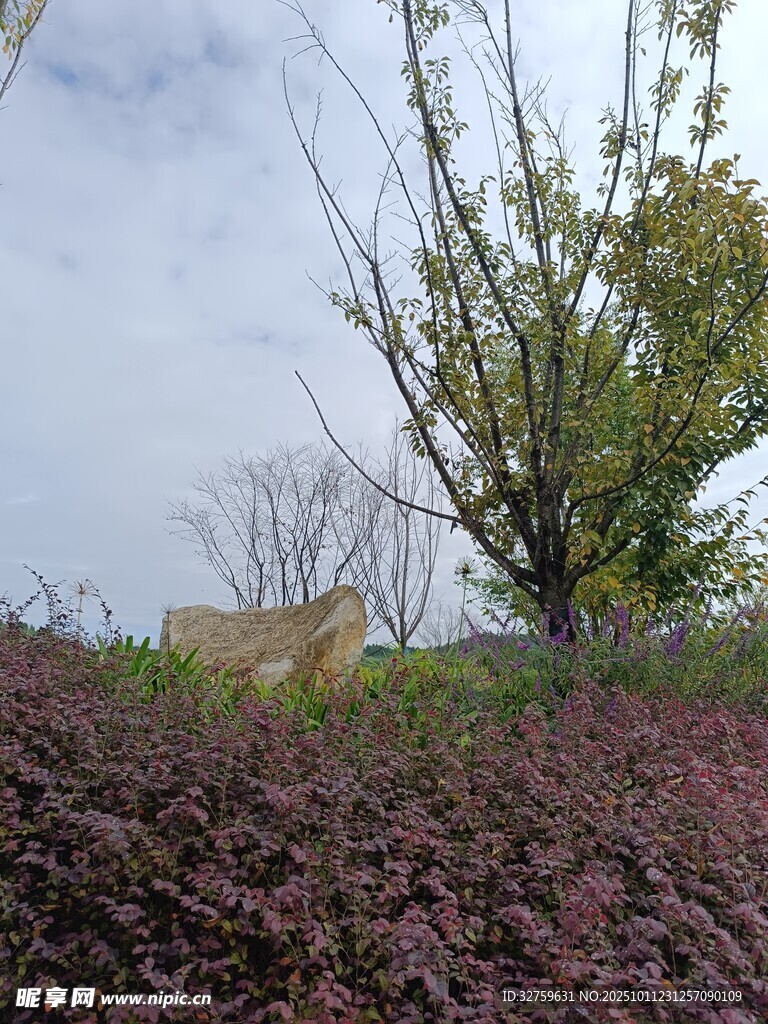 草丛中的猫咪与树木