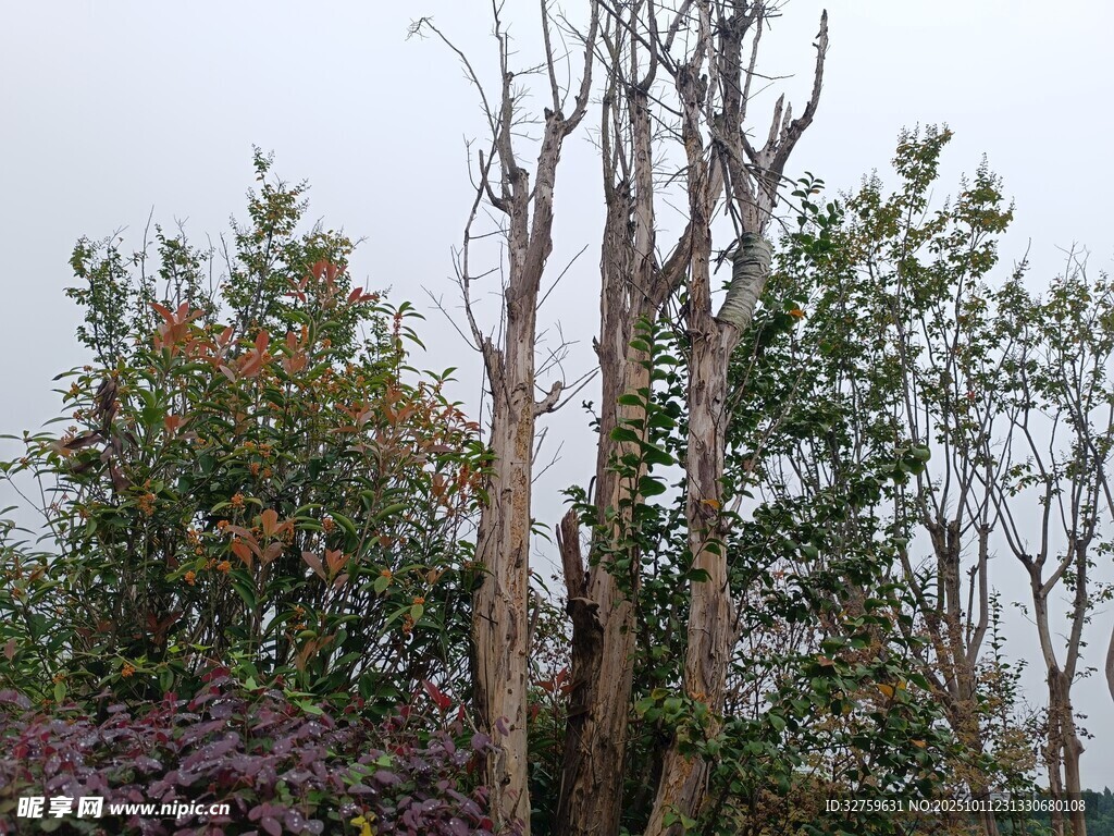 枯树与绿植的自然景致