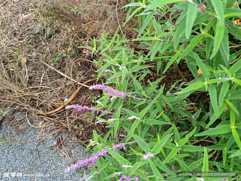 路边紫色小花与绿色植物