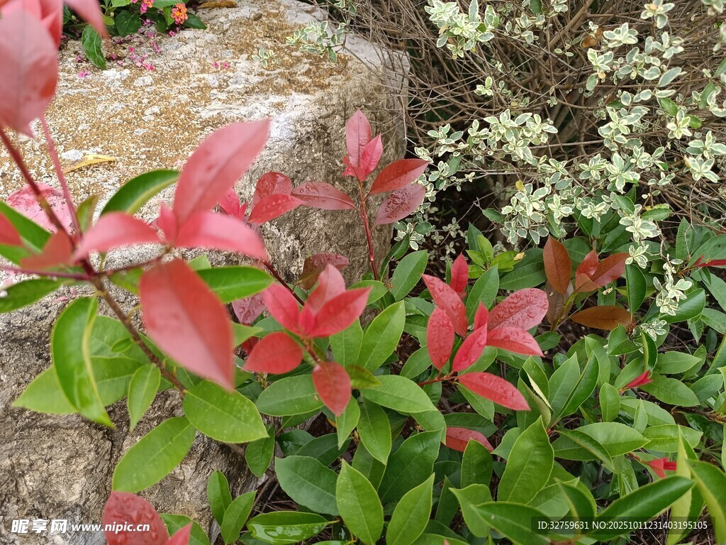 石边绽放的艳丽红色花卉