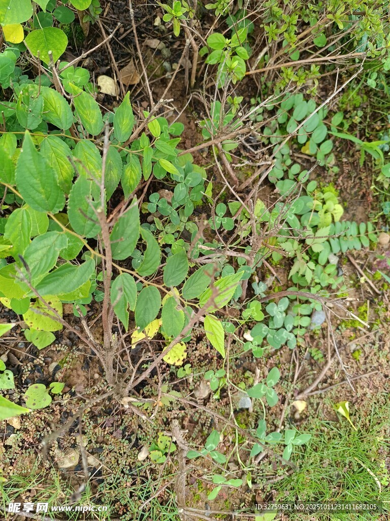 地面上的繁茂绿色植物