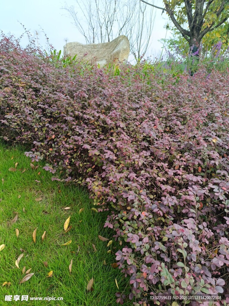 紫色灌木与绿草景观