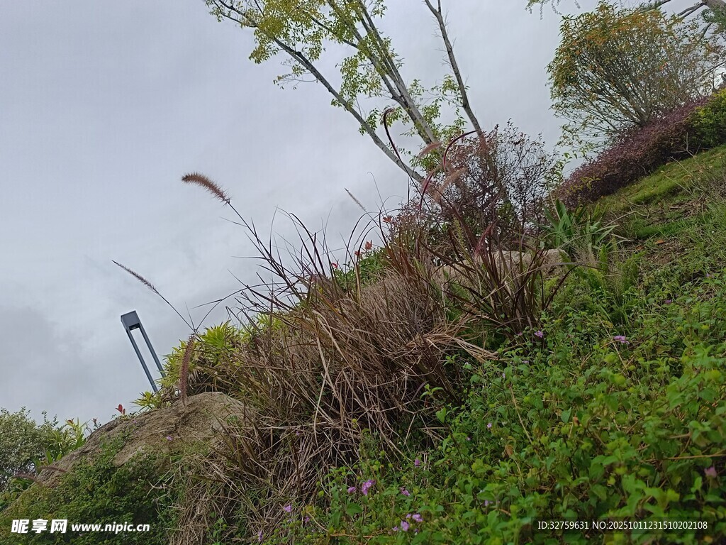 野外草地与生长植物景观