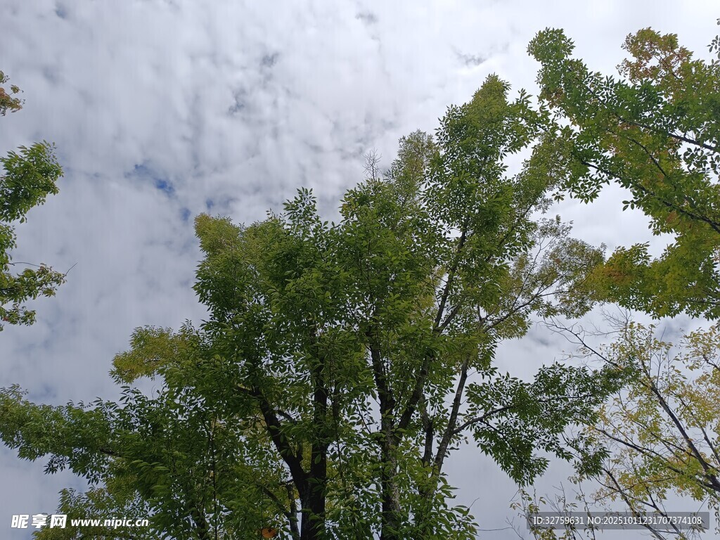 仰视绿树与天空的景致