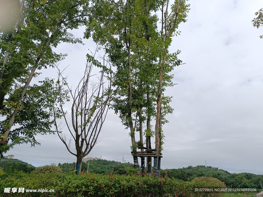 郊外挺拔树木与葱郁植被