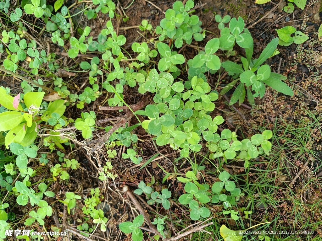 地面上的嫩绿植物
