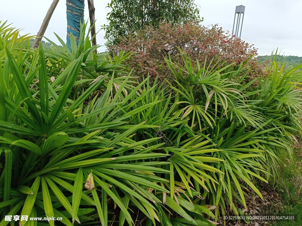 翠绿繁茂的多样绿植景观