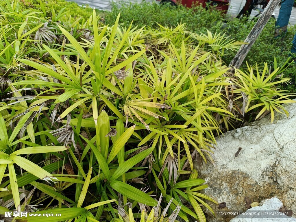 翠绿丛生的观赏植物