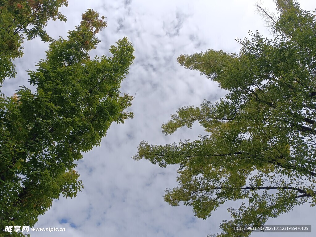 仰视绿树与天空美景