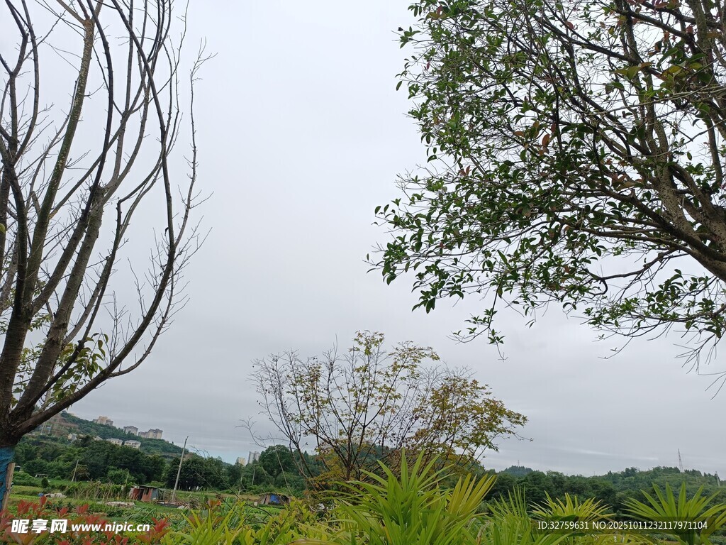 郊外树木与开阔绿野景色