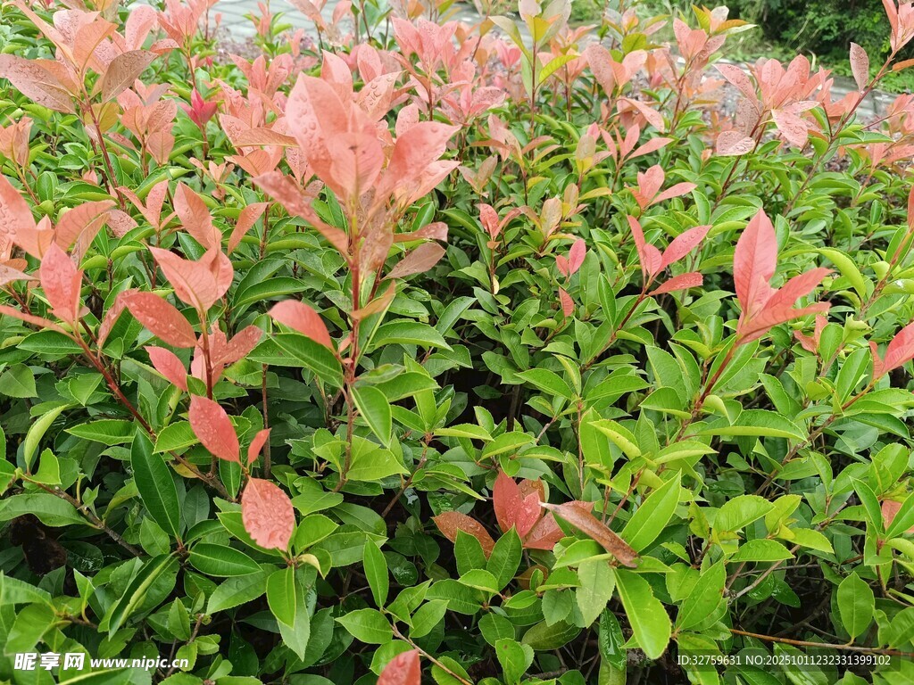 粉色绿叶交织的美丽花卉