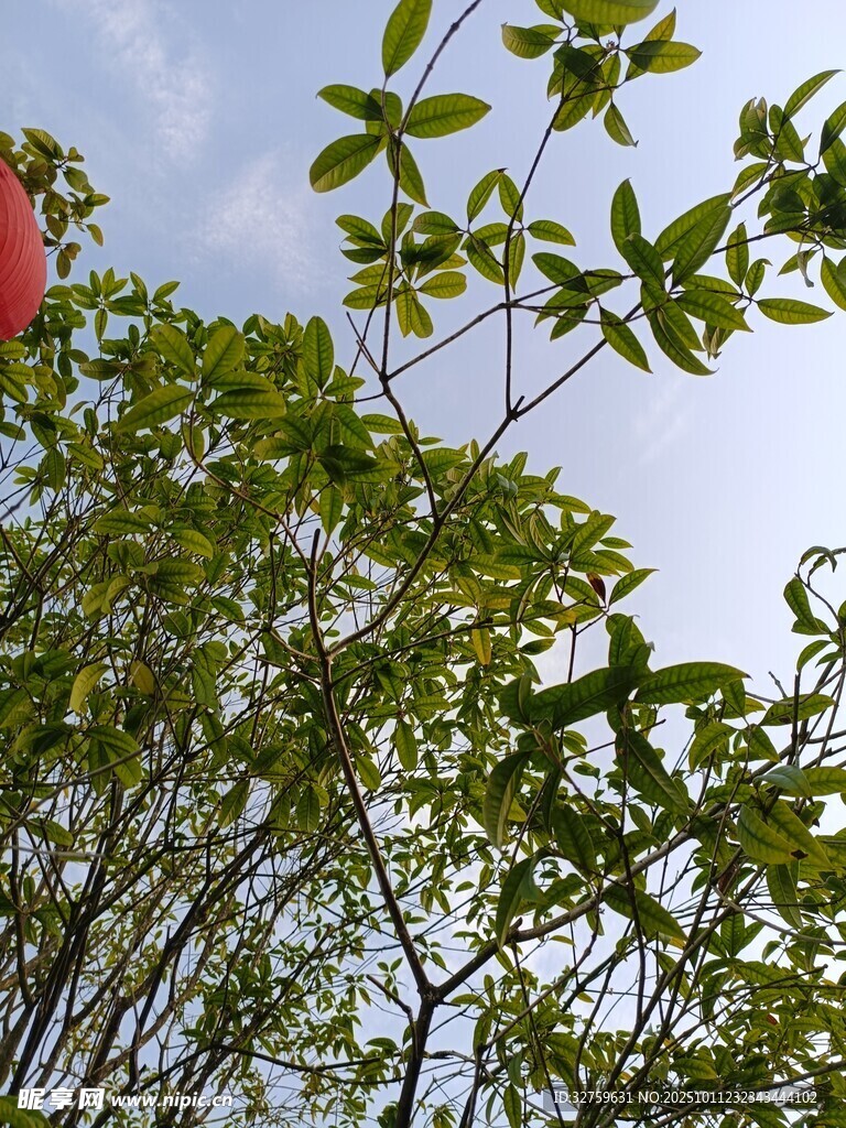 枝头红花绿叶映蓝天