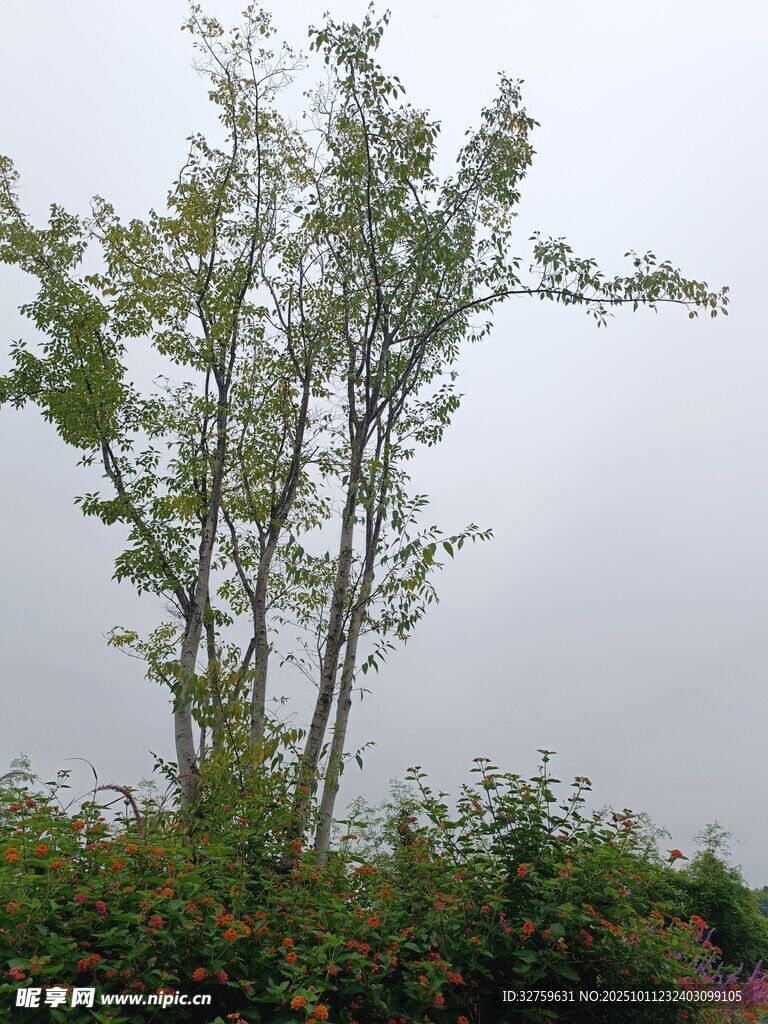 挺拔树木立于绿植丛中