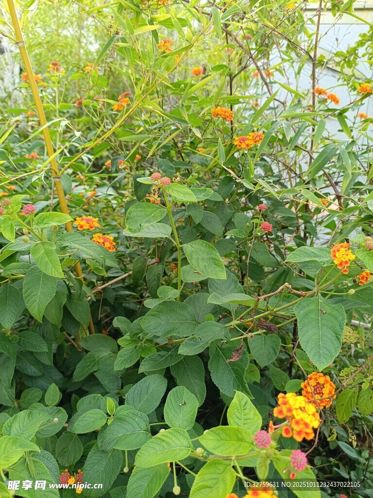 绿叶间绽放的橙色小花