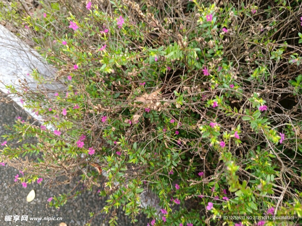 路边繁茂带花绿植