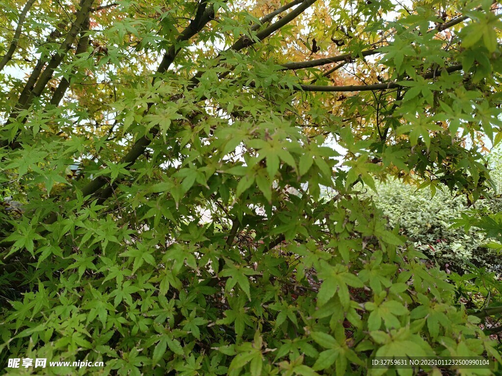 茂密翠绿的枝叶景观