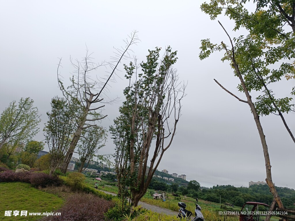 公园中倾斜生长的树木景观