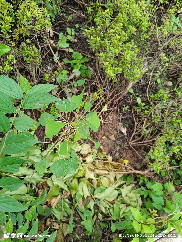 野外绿植丛生景象