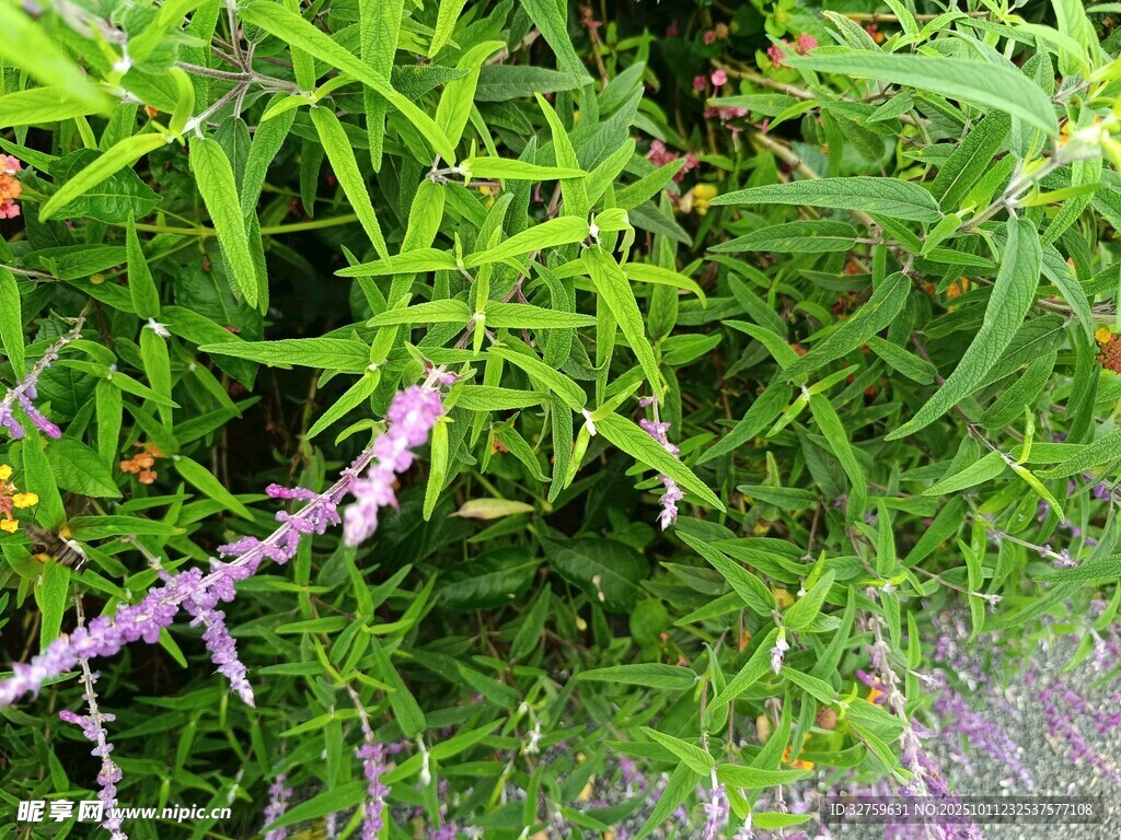 翠绿植物中的紫色花穗
