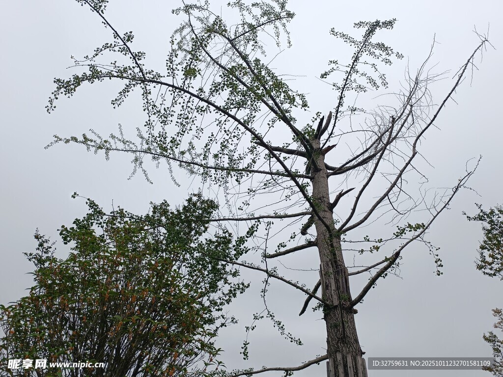 枯树立于绿意间