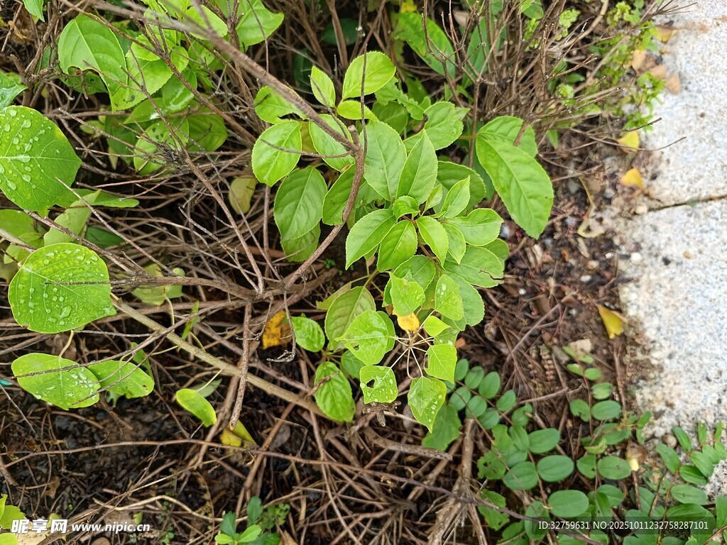 地面生长的嫩绿植物