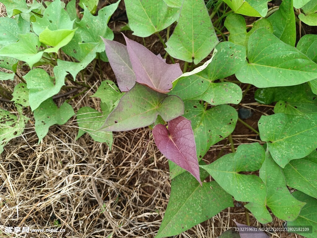 田间紫色红薯叶生机盎然