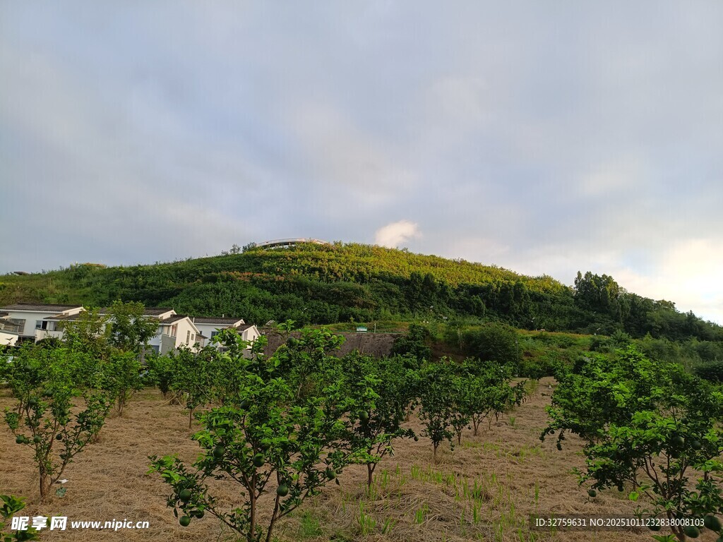 田园山坡绿意盎然景象