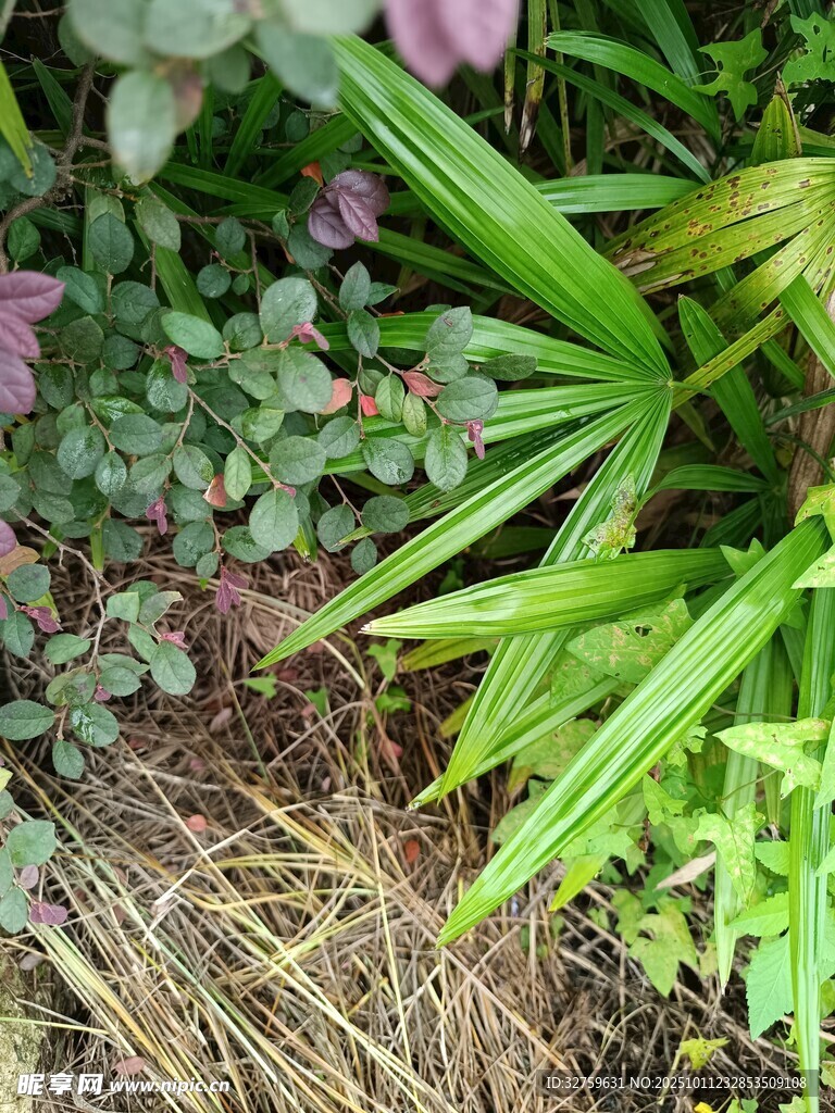 绿叶繁花下的自然景致