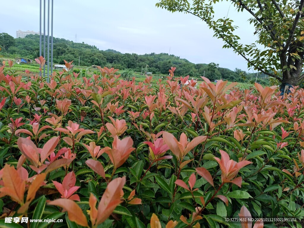 红叶灌木景观