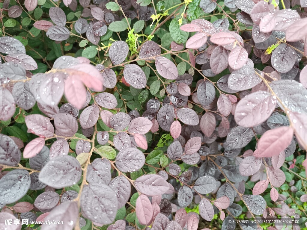 紫叶小檗植物特写