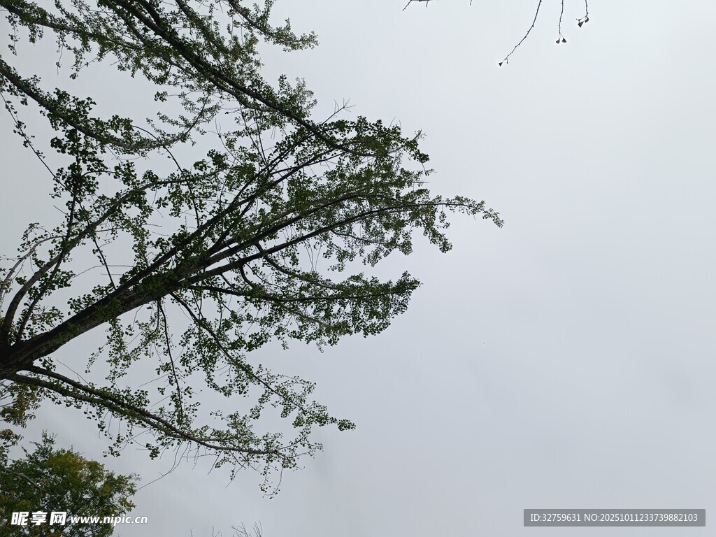 仰视树枝与灰白天空